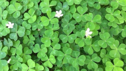 burger friends 🐶🍔🧁🍡🐾 server banner