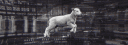 sheep#1648 banner