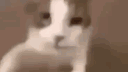 Myshcat's Server banner