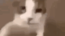 Myshcat's Server Banner