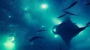 Withered Sea banner