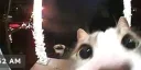 Huzz Hangout Discord server banner
