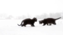 meow’s castle⋆˚࿔ Discord server banner