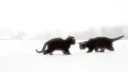 meow’s castle⋆˚࿔ Discord server banner