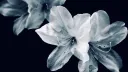/aesthethic banner