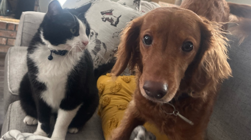 Dynasty Origins | S3 Discord server banner