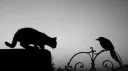 The Crows Library server banner