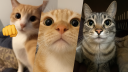 🐾 𝗠𝗶𝘀𝗵𝗶𝘀 𝗔𝘂𝘁𝗶𝘀𝘁𝗮𝘀 | Social 🐾 Discord server banner