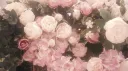 ✶ ᶻz .ᐟ Flower Field !! Discord server banner