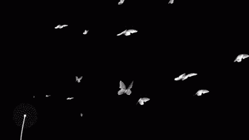 Titli Discord server banner