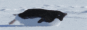 PenguBot#9950 banner