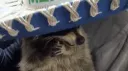 Sins City Discord server banner