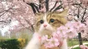matching  🐾 💘  pfps •  chat・Vcs  • decor・art・guilds・games・giveaways・tags・emojis banner