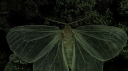 ιndι Discord server banner