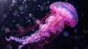 𝕋𝕙𝕖 𝕄𝕚𝕕𝕟𝕚𝕘𝕙𝕥 𝔸𝕢𝕦𝕒𝕣𝕚𝕦𝕞 banner
