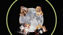 Pet Central Discord server banner