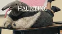 Haunting | #5 banner
