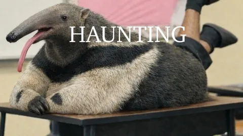 Haunting | #5 banner
