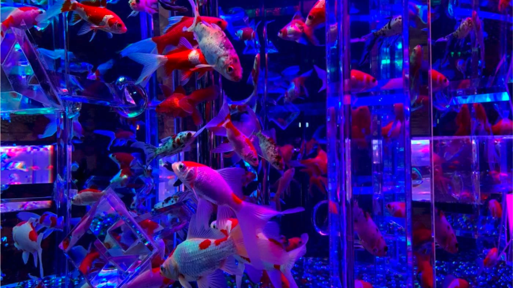 ocean haven °‧🫧⋆.ೃ࿔*:・ Discord server banner