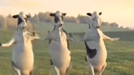 Mootopia banner