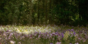 ˏˋ°•*⁀➷The Lounge server banner