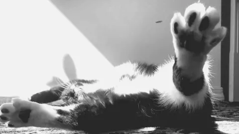 Catnip ฅ>ܫ<ฅ banner