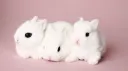 rainbowbridge Discord server banner