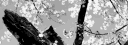 Haloed Horizon banner