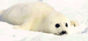 /seals ⚝ banner