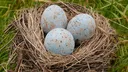 Steal An Egg Notifier Server Banner