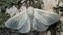 Jawne Ćmy !! banner