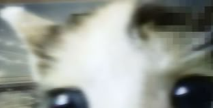 oh tim tam Discord server banner