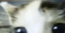 oh tim tam server banner