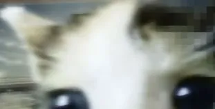 oh tim tam Discord server banner