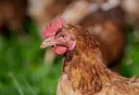 Chicken#2172 banner