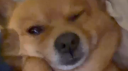 ˚.🍥🎀༘⋆Puppywhfan ྀིྀ Discord server banner
