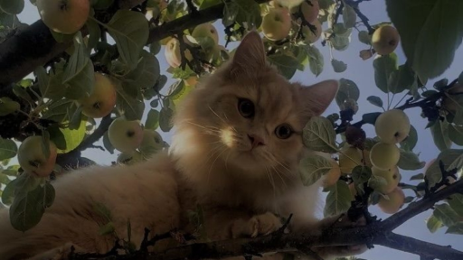 Twinkle Skies✨ Discord server banner