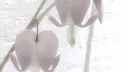 ' ⊦ ˳ ⌣ ℘roust . | decor − sfw − stox − nugu ♡ banner