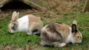 bunny island Discord server banner
