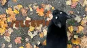 Sleepin 🍂 — ᶻz𐰁 banner