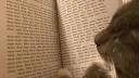 meow banner