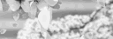 dookie booty lavish tootie banner