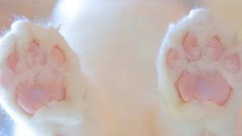 /catpaw banner