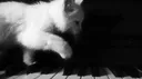 ノ purr　—　goodies 　—　mm 　—　decor banner
