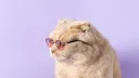 #ඞඞඞඞ | tomdacat.com/tag banner
