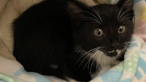 is Scan even real? Discord server banner