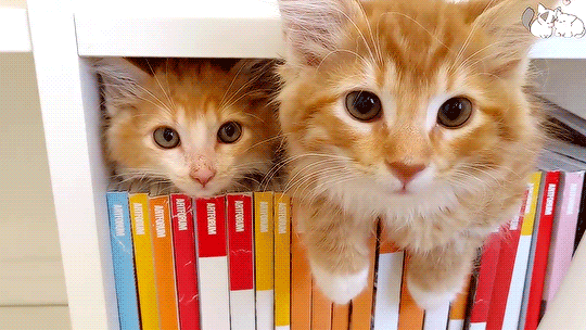 wh1skers Discord server banner