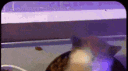 ｗｉｗｉ banner