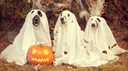 🍬🐾 Puppy Pen 🦴🎃 banner