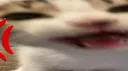 PAWS U \ e&s Discord server banner